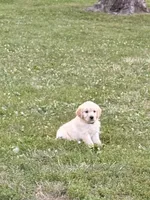 Golden Boy, a male Golden Retriever for sale in Shelbyville, IN – 5 of 5