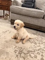 Golden Boy , a male Golden Retriever for sale in Shelbyville, IN – Photo 4 of 4