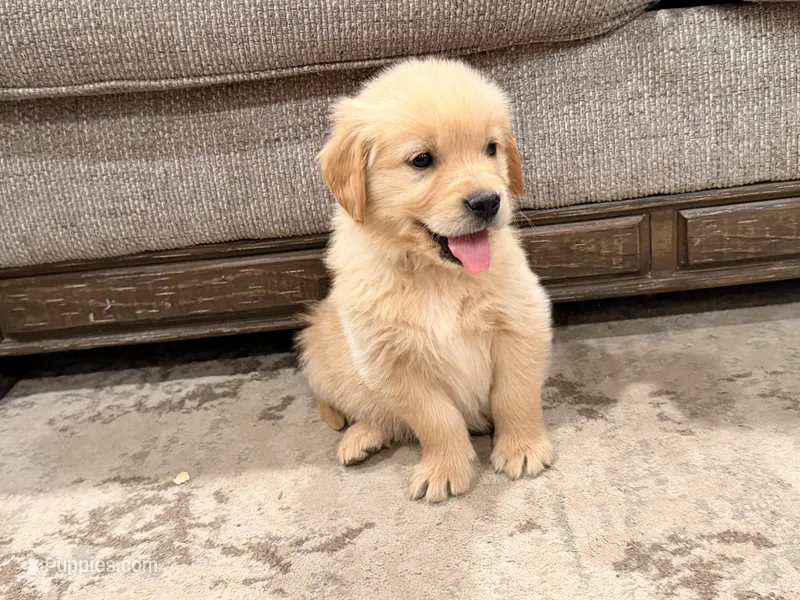 Golden Boy  – Golden Retriever puppy for sale in Shelbyville, IN