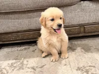 Golden Boy , a male Golden Retriever for sale in Shelbyville, IN – Photo 1 of 4