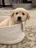Golden Boy , a male Golden Retriever for sale in Shelbyville, IN – Photo 2 of 4
