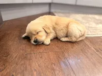 Golden Boy , a male Golden Retriever for sale in Shelbyville, IN – Photo 3 of 4