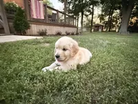 Golden Boy, a male Golden Retriever for sale in Shelbyville, IN – 3 of 5