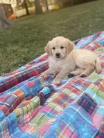 Golden Girl AKC, a female Golden Retriever for sale in Shelbyville, IN – 1 of 5