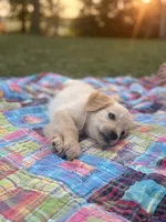 Golden Girl AKC, a female Golden Retriever for sale in Shelbyville, IN – 3 of 5