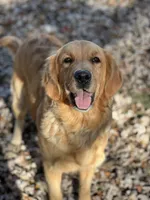Golden Girl AKC, a female Golden Retriever for sale in Shelbyville, IN – 4 of 5