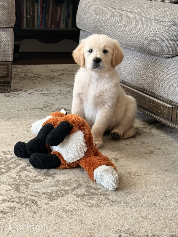 Golden Boy – Golden Retriever puppy for sale in Shelbyville, IN