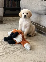 Golden Boy, a male Golden Retriever for sale in Shelbyville, IN – 1 of 5