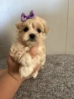 May, a female Maltipoo for sale in Marshfield, MO – 8 of 9