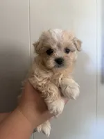 May, a female Maltipoo for sale in Marshfield, MO – 6 of 9
