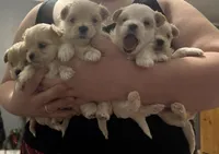 Lucky, a male Maltipoo for sale in Marshfield, MO – Photo 5 of 10