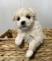 Lucky, a male Maltipoo for sale in Marshfield, MO – Photo 1 of 10