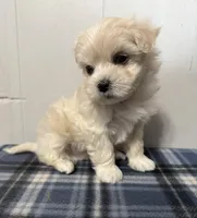 Lucky, a male Maltipoo for sale in Marshfield, MO – Photo 7 of 10