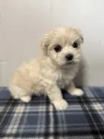 Lucky, a male Maltipoo for sale in Marshfield, MO – Photo 3 of 10