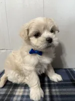 Lucky, a male Maltipoo for sale in Marshfield, MO – Photo 9 of 10