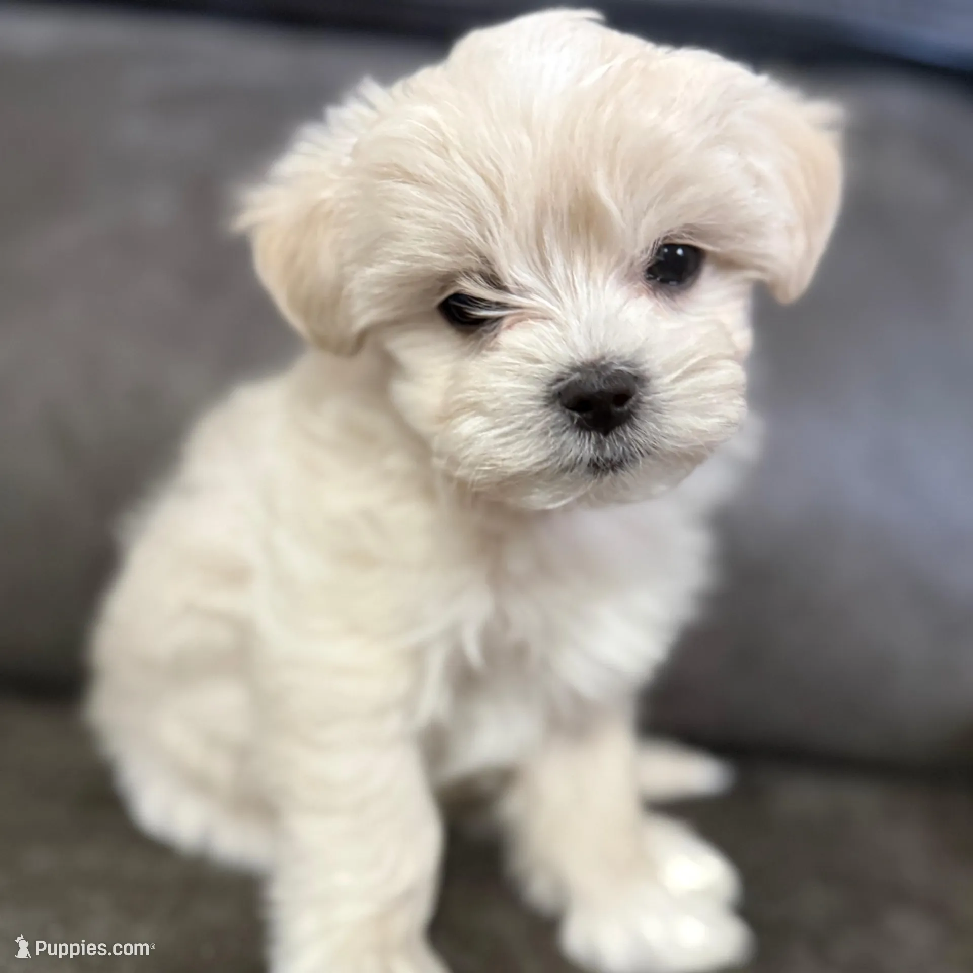 Lucky – Maltipoo puppy for sale in Marshfield, MO