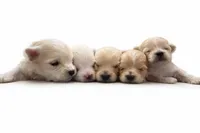 Lucky, a male Maltipoo for sale in Marshfield, MO – Photo 2 of 10