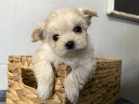 Sparky, a male Maltipoo for sale in Marshfield, MO – Photo 9 of 9