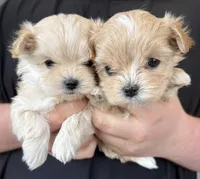 Sparky, a male Maltipoo for sale in Marshfield, MO – Photo 5 of 9