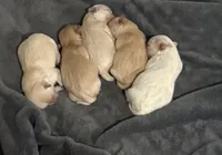 Sparky, a male Maltipoo for sale in Marshfield, MO – Photo 4 of 9