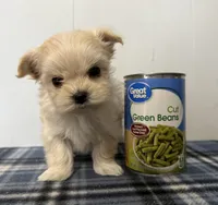 Sparky, a male Maltipoo for sale in Marshfield, MO – Photo 3 of 9