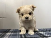 Sparky, a male Maltipoo for sale in Marshfield, MO – Photo 1 of 9