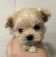Sparky, a male Maltipoo for sale in Marshfield, MO – Photo 7 of 9