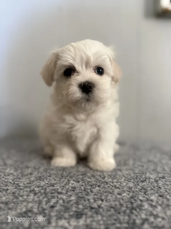 Ned – Maltipoo puppy for sale in Marshfield, MO