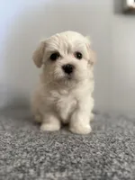 Ned, a male Maltipoo for sale in Marshfield, MO – 1 of 9