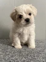 Pete, a male Maltipoo for sale in Marshfield, MO – 1 of 6