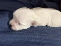 Ned, a male Maltipoo for sale in Marshfield, MO – 9 of 9