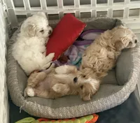 Ned, a male Maltipoo for sale in Marshfield, MO – 2 of 9