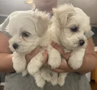 Ned, a male Maltipoo for sale in Marshfield, MO – 6 of 9