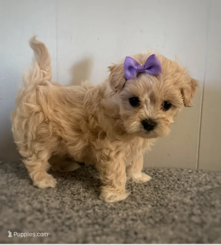 May – Maltipoo puppy for sale in Marshfield, MO
