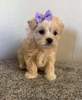 May, a female Maltipoo for sale in Marshfield, MO – 7 of 9