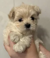 Buster, a male Maltipoo for sale in Marshfield, MO – Photo 3 of 7