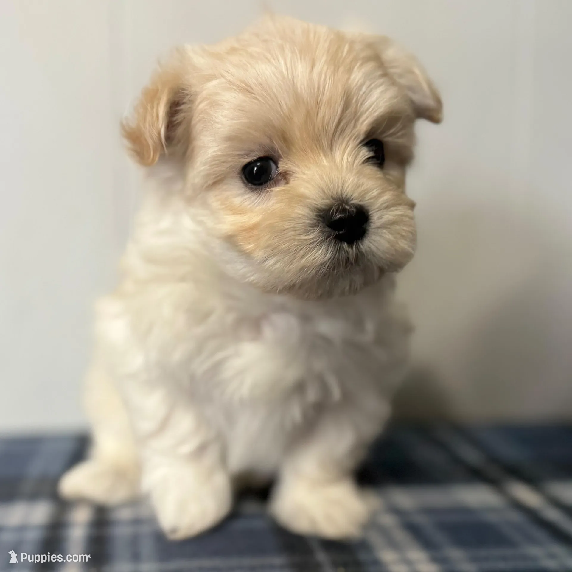 Buster – Maltipoo puppy for sale in Marshfield, MO