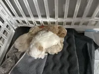 Buster, a male Maltipoo for sale in Marshfield, MO – Photo 6 of 7