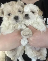 Buster, a male Maltipoo for sale in Marshfield, MO – Photo 5 of 7