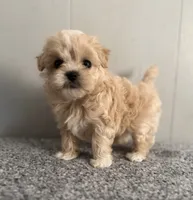 May, a female Maltipoo for sale in Marshfield, MO – 4 of 9