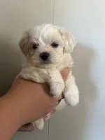 Pete, a male Maltipoo for sale in Marshfield, MO – 4 of 6