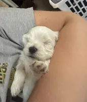 Ned, a male Maltipoo for sale in Marshfield, MO – 7 of 9