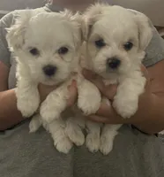 Ned, a male Maltipoo for sale in Marshfield, MO – 5 of 9
