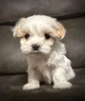 Spot, a male Maltipoo for sale in Marshfield, MO – Photo 1 of 9