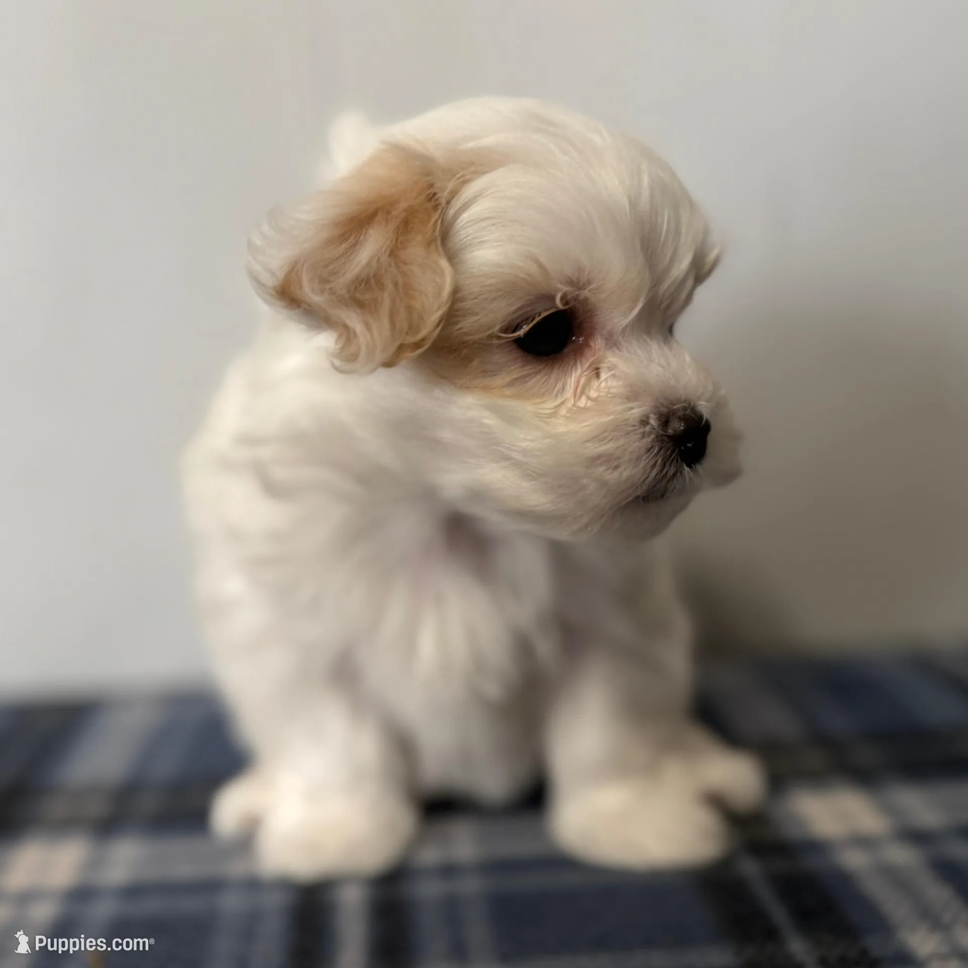 Spot, a male Maltipoo for sale in Marshfield, MO – Photo 7 of 9