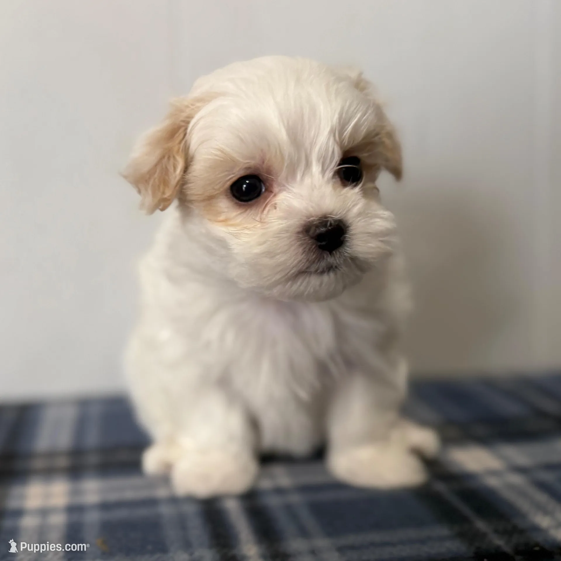 Spot, a male Maltipoo for sale in Marshfield, MO – Photo 8 of 9