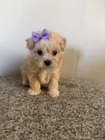 May, a female Maltipoo for sale in Marshfield, MO – 2 of 9