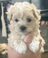 May, a female Maltipoo for sale in Marshfield, MO – 9 of 9