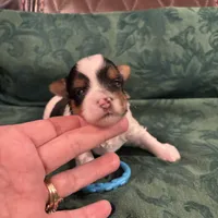 Diesel, a male Yorkshire Terrier for sale in Crosby, TX – Photo 3 of 3