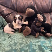 Diesel, a male Yorkshire Terrier for sale in Crosby, TX – Photo 2 of 3